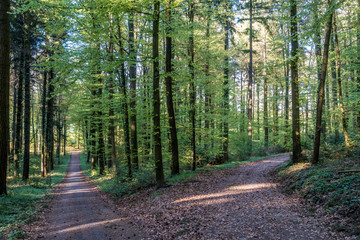 Sonnenstrahlen scheinen auf Waldweg