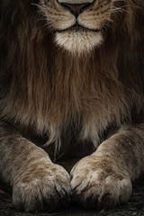 Naklejka premium Young male lion from masai mara, Kenya. Dark & moody scenes perfect for posters, wallpapers or to be printed for home or office.