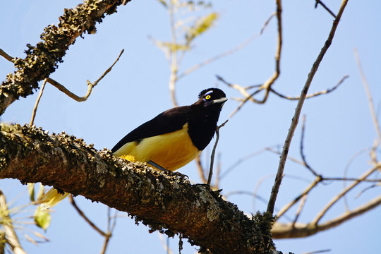 Urraca com&uacute;n o chara mo&ntilde;uda