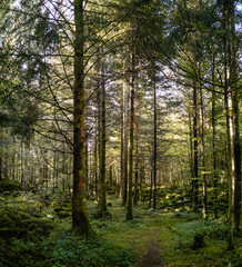 Forêt de sapin, La Fru, Isère, Saint-Christophe, Savoie, France