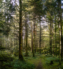 Fototapeta premium Forêt de sapin, La Fru, Isère, Saint-Christophe, Savoie, France