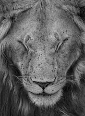 Naklejka premium Young male lion from masai mara, Kenya. Dark & moody scenes perfect for posters, wallpapers or to be printed for home or office.