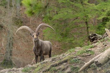 Alpineibex with big horns in a forest background