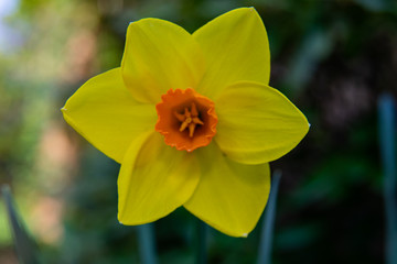 yellow narzissus daffodil narzisse close up in spring