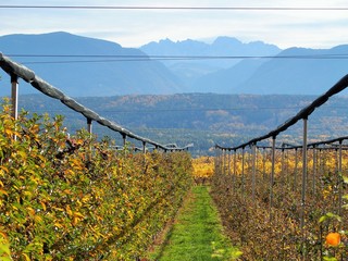 Strahlend gefärbte Weinberge im Herbst