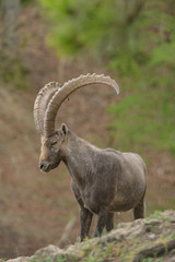 Alpineibex with big horns in a forest background