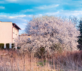 Portret drzewa kwitnącego wiosną. © Mariusz