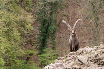 Alpineibex with big horns in a forest background