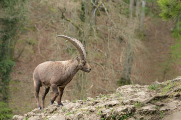 Alpineibex with big horns in a forest background