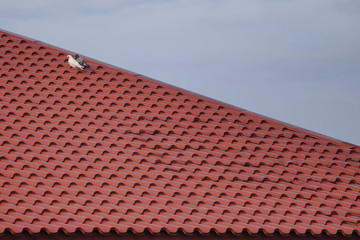 A fragment of a light blue sky and a metal roof on which two pigeons sit - a symbol of love, memory and well-being.