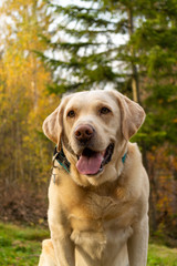 Labrador portrait