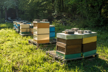 Bienenkästen am Waldrand