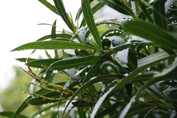 Close-up view of water drops on the leaves of an oleander bush in the rain