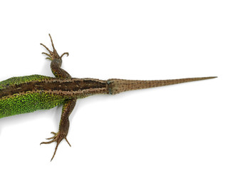 new growed tail of green male sand lizard, Lacerta agilis, isolated on white background, top view