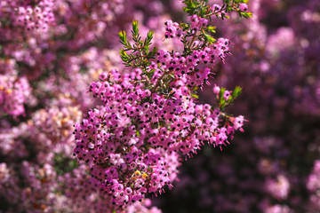 ジャノメエリカ