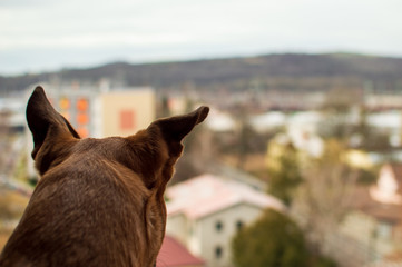 curious dog is looking out the window