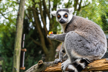 Ring-tailed lemur playing lemur on grass in zoo