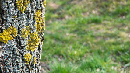 Kora drzewa z mchem na tle trawy.