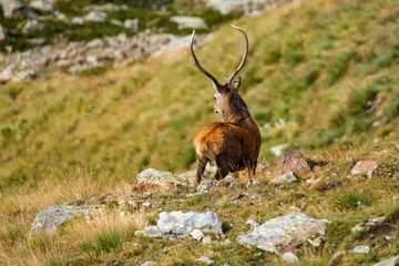 Cervi in Val Grande (BS)