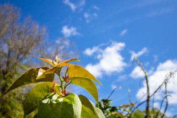 Bougainvillea growing  in the sunlight with a bright blue backdrop