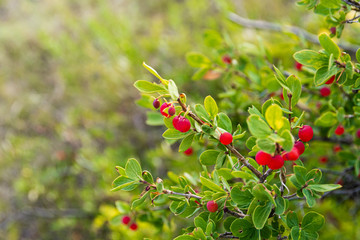 bright red berries on a green bush