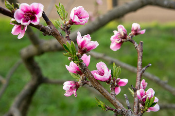 Peach tree in full blossom