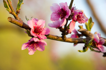 Obraz premium Peach tree in full blossom