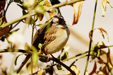 Beautiful brown house sparrow