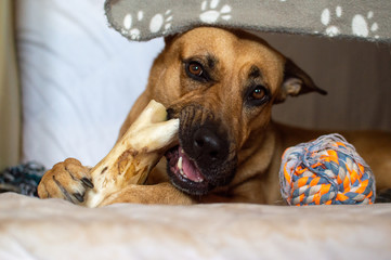 Dog bites the bone