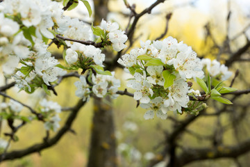 Cherry tree in full blossom