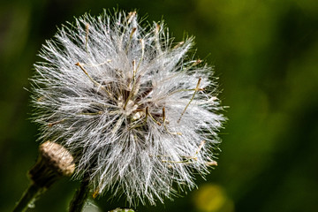 Fototapeta premium Dandelion
