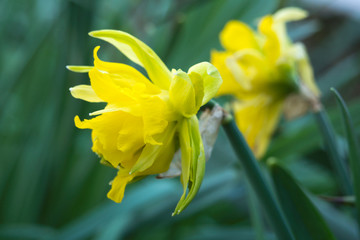Close up of daffodils in a garden