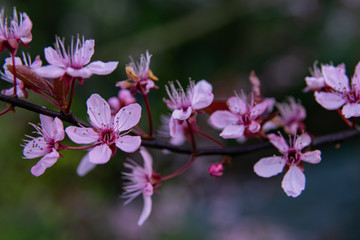 close up Ornamental plum blossoms