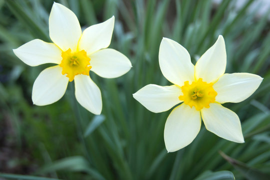 Close up of daffodils in a garden