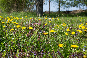 Natural flowers in lawn for bees