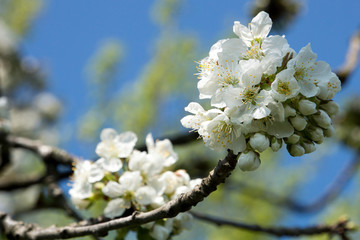 Cherry tree in full blossom