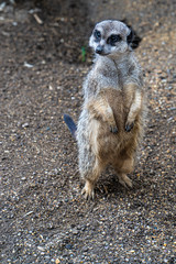 Fototapeta premium Suricata cute guardian of family well-being