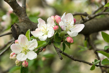 Apple blossom on a tree in the orchard