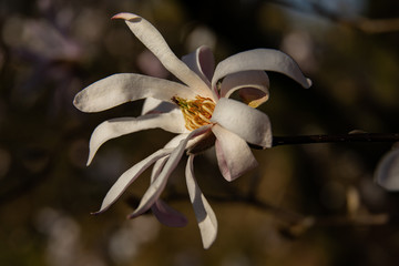 white magnoila close up in spring