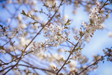 Spring in Bayern,  white blossoms on the apple trees against the blue sky,nature background, soft focus