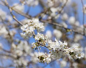 Spring in Bayern,  white blossoms on the apple trees against the blue sky, close up, soft focus