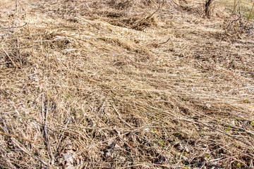 
Dry last year's grass background texture