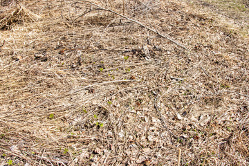 
Dry last year's grass background texture
