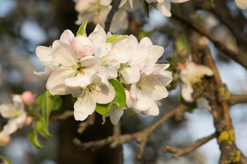 Apple blossom on a tree in the orchard