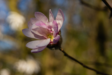 white magnolia close up in sunnshine
