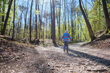 Obraz premium Rear view of 4 year old child holding wooden stick in hand and walking up a stony footpath in a beautiful bright springtime forest on a sunny day. Seen in Germany in April.