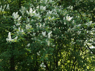 Fototapeta na wymiar (Prunus padus) Blütezeit von Gewöhnliche Traubenkirsche oder Vogelkirsche mit langen weißen Blüten aufrechten 
