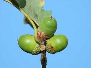 oak Durmast Oak tree german oak acorn