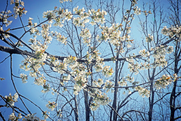 Spring in Bayern, apple tree branches full of white blossoms against the blue sky, soft focus
