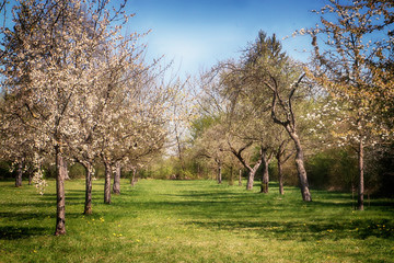 Spring landscape in Bayern: first blossoms on the apple tree branches in the orchard, soft focus